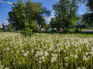 Dandelions on a green meadow against the background of trees in Ishim, Russia. View.