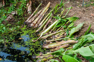 The sapling of the banana tree that is going to be planted in the garden.Sapling banana tree