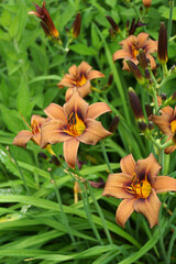 Fototapeta na wymiar Vertical image of the coppery brown flowers of 'Milk Chocolate' hybrid daylily (Hemerocallis 'Milk Chocolate')