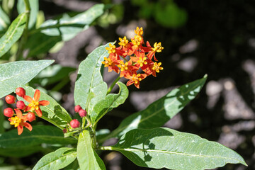 Macro of a Beautiful Blood Flower (Asclepias curassavica)