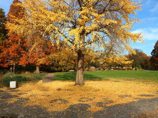 Herbst | Bäume mit Herbst Laub | Gelbe Blätter