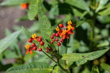 Macro of a Beautiful Blood Flower (Asclepias curassavica)