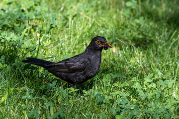 Common Blackbird also known as Turdus merula.