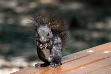 Squirrel eating nut in a park during summer