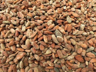 Raw cacao beans drying