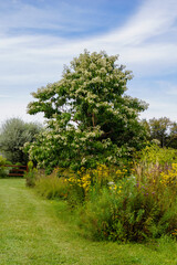 Fototapeta na wymiar Vertical image of deciduous seven sons tree (Heptacodium miconoides) in full flower in a garden/landscape setting