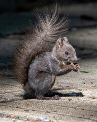 Squirrel eating nut in a park during summer