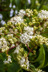 Vertical closeup of the white flowers of deciduous seven sons tree (Heptacodium miconoides) in full bloom