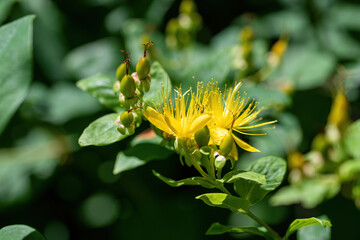Turkish tutsan yellow flower - Hypericum inodorum (Hypericum xylosteifolium)