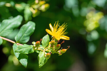 Turkish tutsan yellow flower - Hypericum inodorum (Hypericum xylosteifolium)