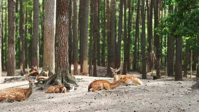 A group of sika deer are resting on the grass in a national park. Herd of fallow deer