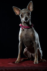 american staffordshire terrier