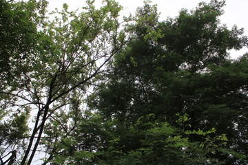 trees in the forest