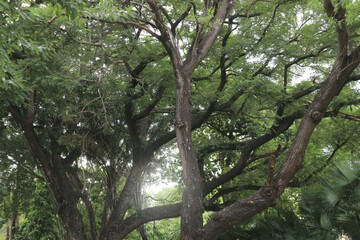 Under the shade of tall trees in tropical Thailand, green leaves.
