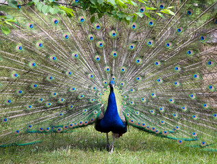 Obraz premium Peacock with open tail in green grass