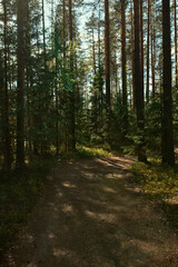 Vertical outdoor shot of wide trail leading through coniferous wood. Chill and shadow in pine forest on sunny hot day. Hiking, adventure, tourism, summer, autumn and spring concept. No people