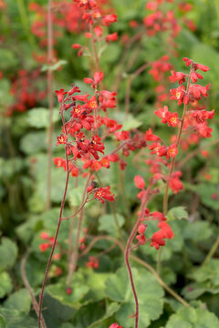 Vertical image of the flowers and foliage of 'Ruby Bells' coral bells (Heuchera 'Ruby Bells')