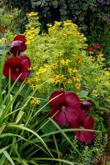 A garden combination of 'Heartthrob' hardy hibiscus (Hibiscus), orange coneflower (Rudbeckia...