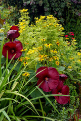 A garden combination of 'Heartthrob' hardy hibiscus (Hibiscus), orange coneflower (Rudbeckia fulgida), 'Isla Gold' tansy (Tanacetum vulgare), and the foliage of 'Gerald Darby' iris (Iris x robusta)
