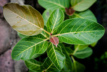 green leaves on a green background