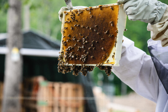 Beehive apiary 2