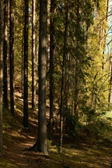 Vertical cropped image of trunk of pine with long needle-shaped leaves. Morning sunshine beaming in coniferous forest. Peaceful calm atmosphere in shady chilly mixed woods with narrow path