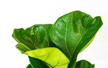 Parts of the green ficus tree, isolated on a white background.
Focus selection.