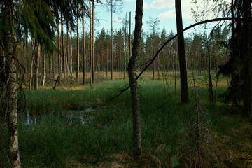 Area of low lying uncultivated ground with water. Swamp, march or bog with green grass and moss among pine trees in forest. Vegetation, flora, climate, ecology and seasons concept. No people