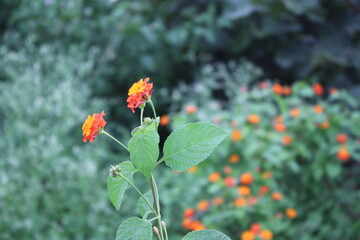 red and white flowers