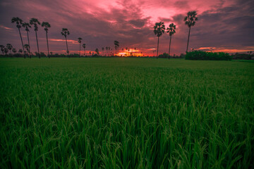 A close up view of a green rice field And surrounded by various species of trees, seen in scenic spots or rural tourism routes, livelihoods for farmers