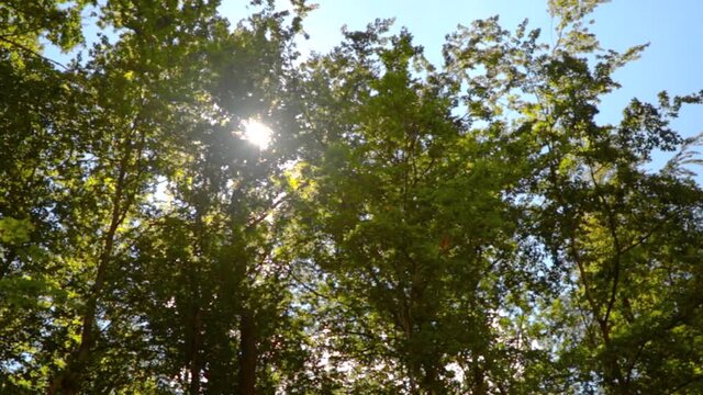 Row of trees with breaking sun in summer with blue sky
