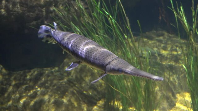 A longnose gar fish swimming inside an aquarium