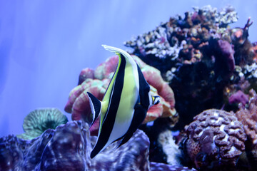 The butterfly yellow fish in aquarium