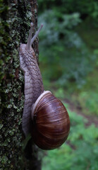 snail on a tree