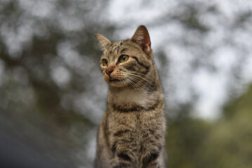 Naklejka na ściany i meble Foto di un gatto in posa con sfondo sfuocato.