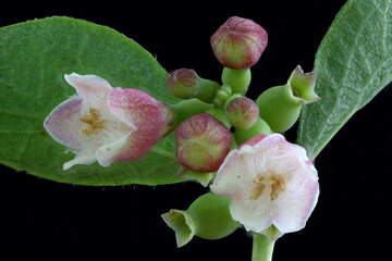 Snowberry (Symphoricarpos albus). Inflorescence Closeup