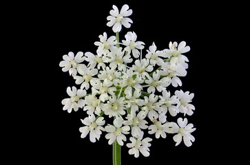 Ground-Elder (Aegopodium podagraria). Inflorescence Closeup