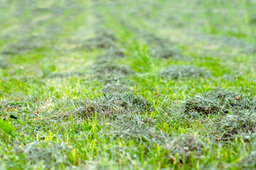 Lawn with mowed grass in piles and in rows