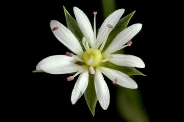 Lesser Stitchwort (Stellaria graminea). Flower Closeup