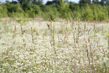 field of daises and grass, summer landscape