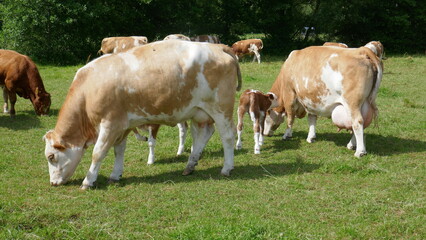 Fototapeta na wymiar Kühe mit ihren Kälbern auf der Weide