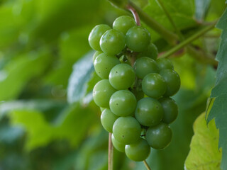 Bunch of still green grapes hanging on a branch against a green background with foliage