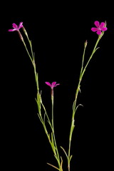 Maiden Pink (Dianthus deltoides). Habit