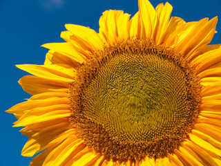 Bright yellow and orange sunflower at blue sky. Close up