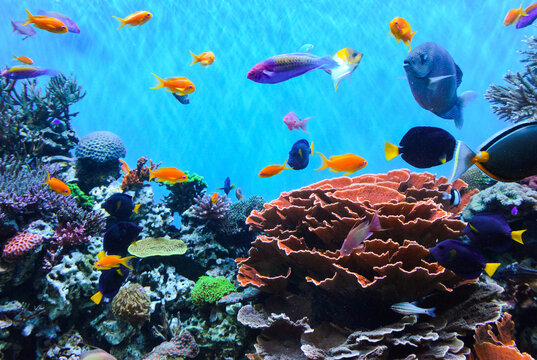 The Monterey Aquarium. Aquarium with colorful fishes and marine life.