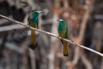 Blue - bearded Bee - eater