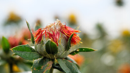 Safflower tinting on the field. Close up.