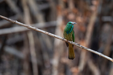 Blue - bearded Bee - eater