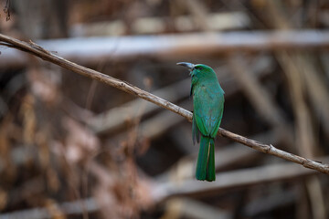 Blue - bearded Bee - eater