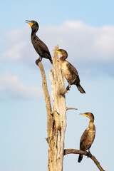 Double-crested Cormorant family together in tree